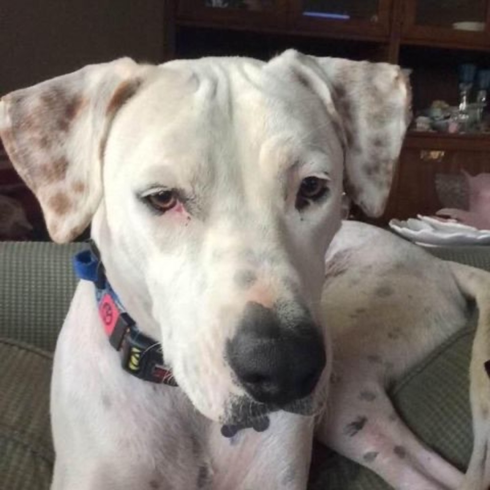 Meet your Posher, Susan